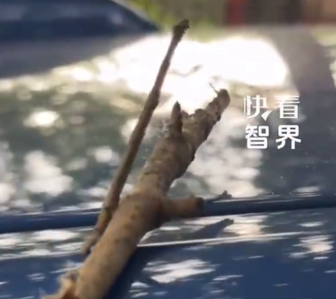 车上多了根会动的树枝竟是尺蠖幼虫 网友：难怪博主能跟它聊天