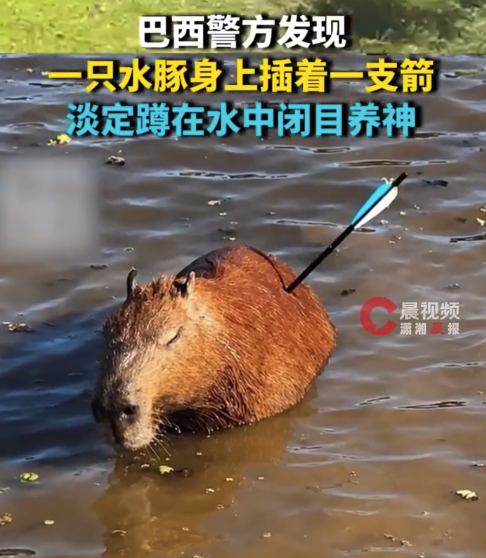 巴西一水豚身上插着箭淡定蹲在水中 兽医检查后发现并无生命危险