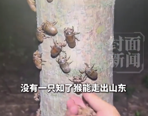 专家回应书记带货知了猴被指破坏生态