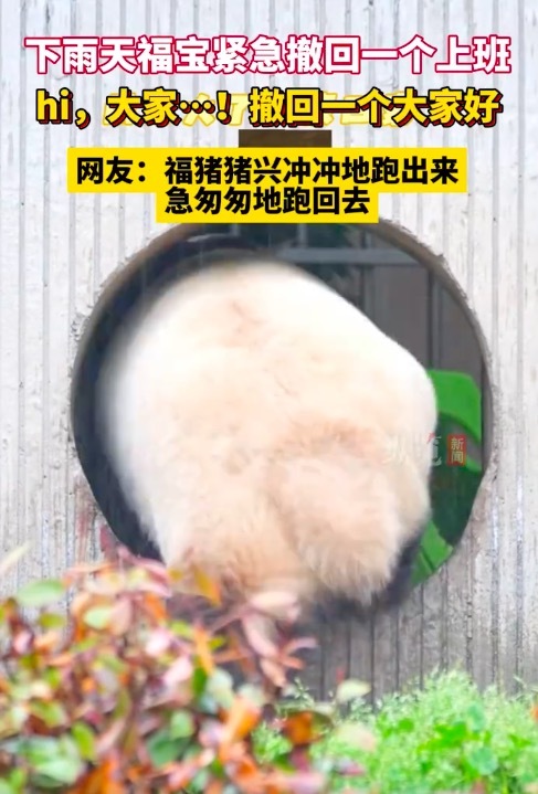 福宝紧急撤回一个上班 福猪猪又可爱又聪明！