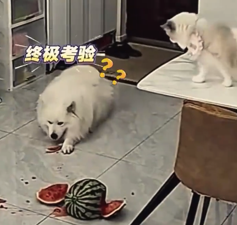 猫咪舔西瓜滚落裂开 狗差点“背锅”