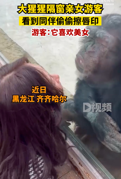 猩猩隔窗亲吻女游客媳妇一来秒怂
