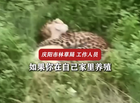 网友拍下自家小羊被野生豹子啃食 林草局回应：林区封山禁牧好多年了里面不允许放羊