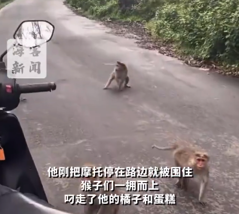 美国旅游博主在印度被猴子抢劫