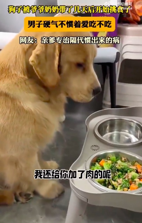狗子被爷爷奶奶带几天后开始挑食了