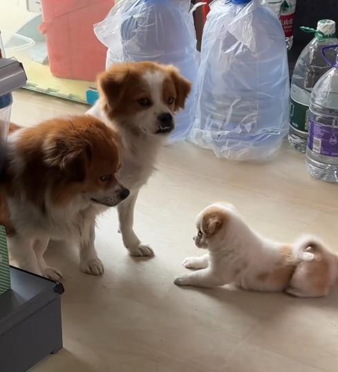 流浪狗到商店乞食 生下小狗托付老板 爱心故事温暖人心