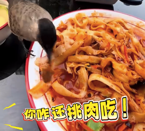 男子室外吃面飞来鸟儿“蹭饭”，专挑肉和辣椒吃