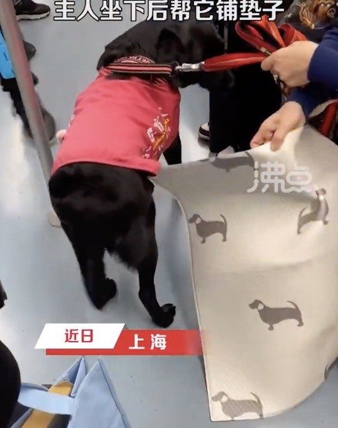 主人地铁落座给找座的导盲犬铺垫子