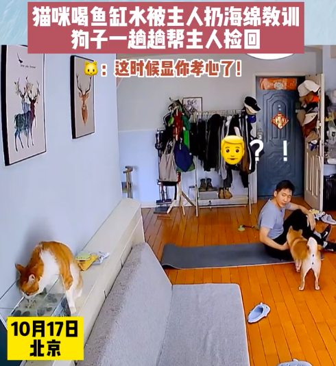 猫咪喝鱼缸水被主人训狗子帮送海绵