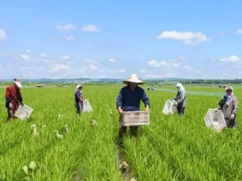 鸭子的除草能力有多强 稻田生态除草新星