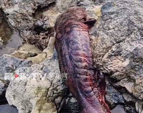 又一只野生娃娃鱼被顺利放归自然!57斤水中活化石现身重庆乌江岸边