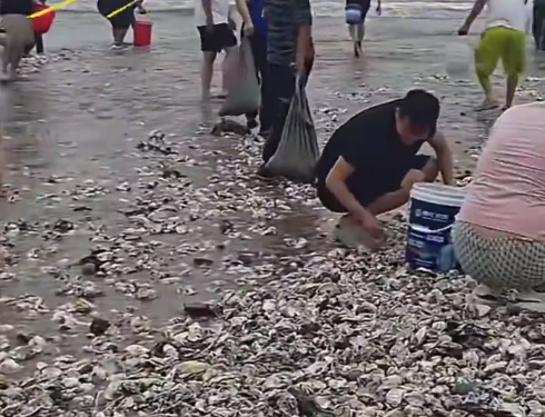 台风过境，烟台海蛎子用麻袋装！