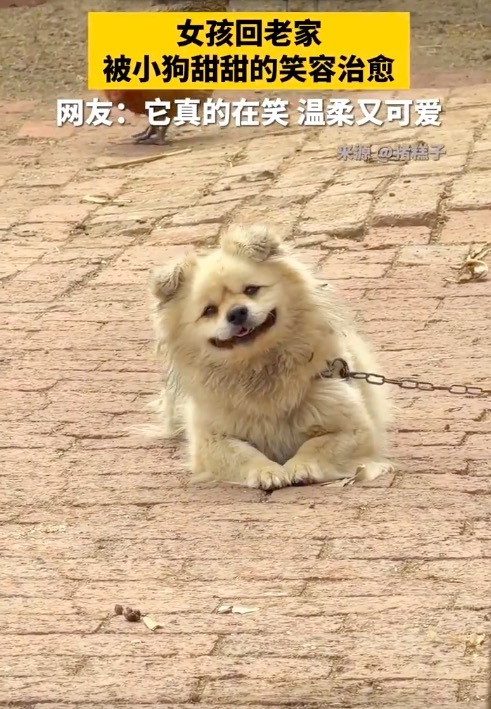 网友回故我拍下超有“镜头感”小狗