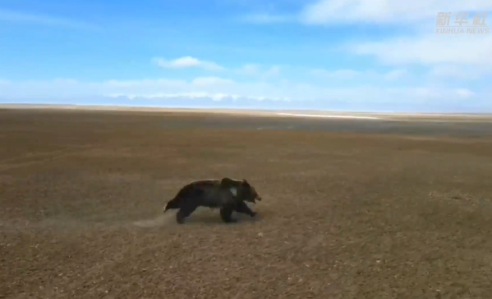 西藏棕熊 视频截图