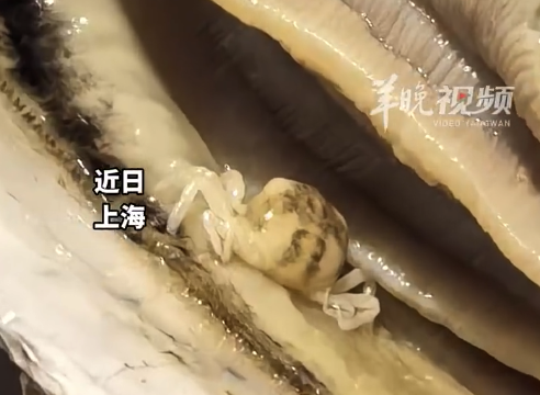 女生撬開生蠔發(fā)現(xiàn)小螃蟹：發(fā)現(xiàn)時(shí)螃蟹已經(jīng)被煮熟了