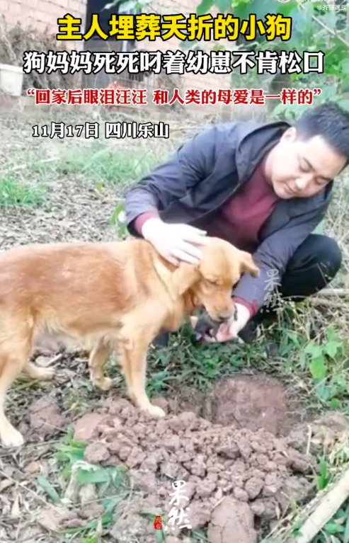 小狗夭折狗妈妈死死含住不让埋