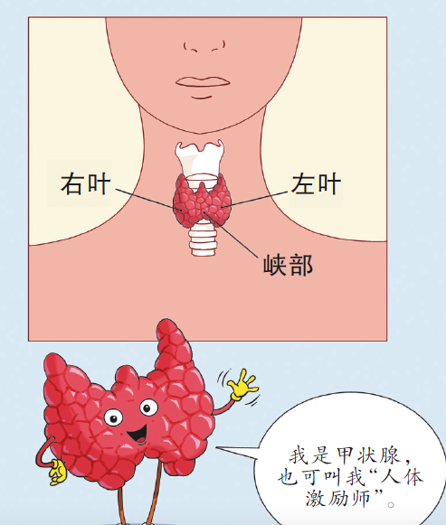 人体颈部甲状腺分布图图片