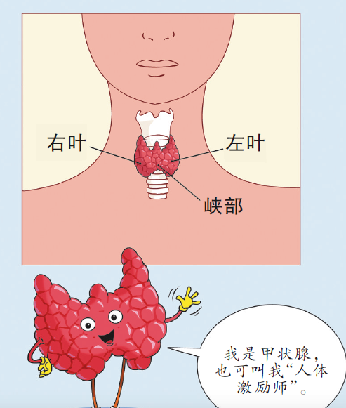 甲状腺虽然身型瘦小却是颈部命门 甲亢和甲减是怎么找上脖子的