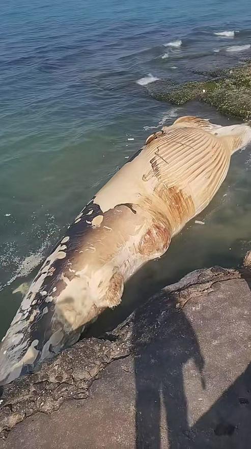 海南魚鱗洲海岸浮現(xiàn)鯨魚尸體 已做無害化處理