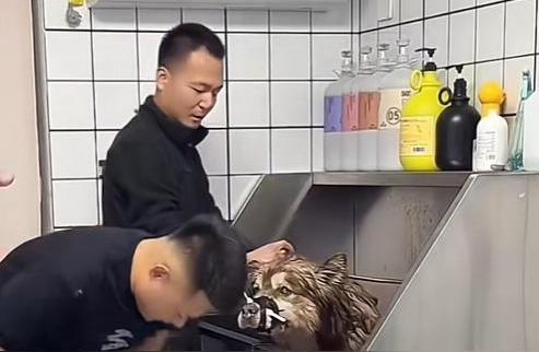潘宏曾说没有自己艾特早安乐死了 除了我不咬其他人都咬