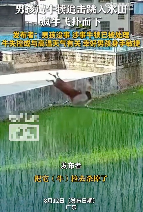 男孩遭疯牛追击 纵身跳入水田躲过