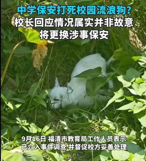 学校保安打死校园流浪狗?校长回应 保安因自卫打死小狗