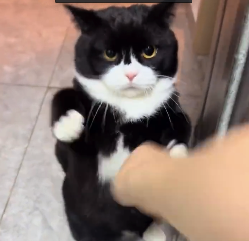 黑猫警长你的衣服扣子扣错位了