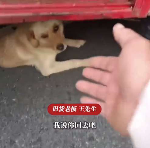 狗狗把三轮车当家车被卖跟一路 男子回应收了辆三轮车小狗一直跟着