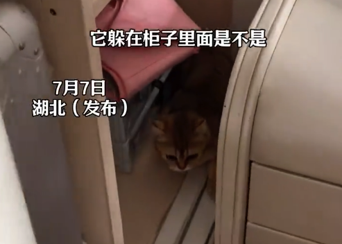 龙卷风过后猫咪躲衣柜里幸免于难 网友：活着就是希望本身！