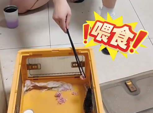 成都一离职员工为泄愤竟偷走公司鳄鱼 警方追回后对其行政处罚
