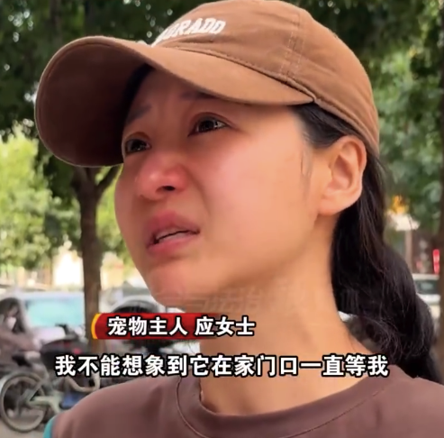 狗狗家门口等主人被男子射毒针偷走 目前嫌疑人落网
