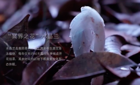 机器狗第一次进哀牢山就拍到了冥界之花(图1)