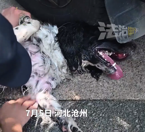 警犬執(zhí)勤疑中暑倒地訓(xùn)導(dǎo)員心疼落淚：經(jīng)悉心照料,，目前“大頭”已經(jīng)恢復(fù)正常