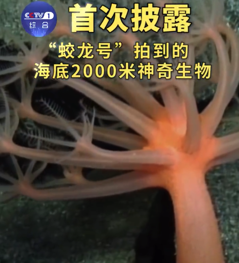 蛟龙号在海底2000米看到了啥?