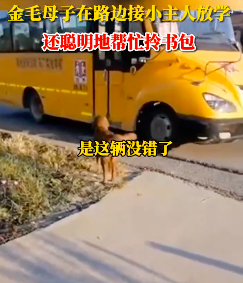 金毛母子接小主人放学还帮拎书包