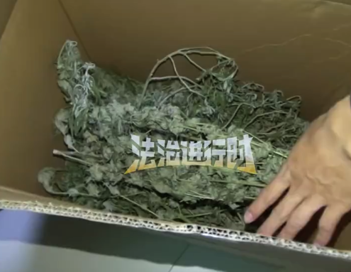 海归60元买种子种大麻售卖被刑拘 每株获利1万多