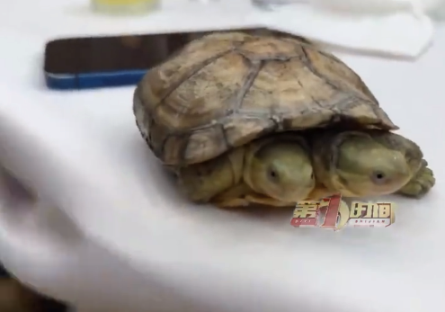 男子养双头龟喂食时2个头还争食 网友：本是同根生，相煎何太急？