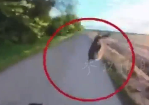 离谱巧合！匈牙利男子骑车 竟被野兔“飞踢”踹下车