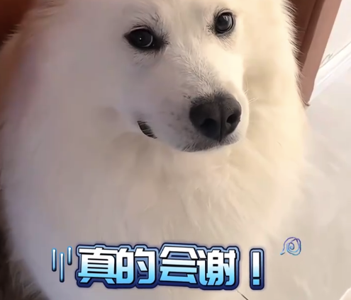 主人着急上班忘记给狗狗开空调了 网友：热成狗了