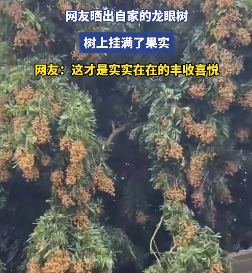 网友晒自家龙眼树树上挂满果实 网友：这才是实实在在的丰收喜悦