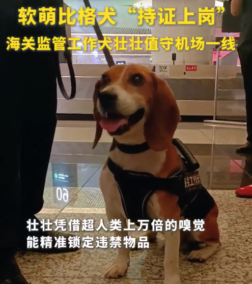 海关监管工作犬是怎么工作的