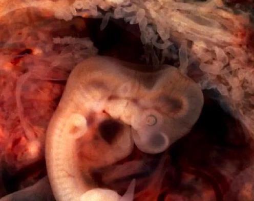 为什么99.9%的动物都有尾巴，人类却没有？科学家有新发现
