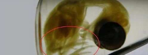 恐龙真是鸡的祖先？智利科学家培育出“恐龙鸡”，胚胎长出恐龙腿