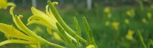 宿迁特产美食——丁嘴金菜