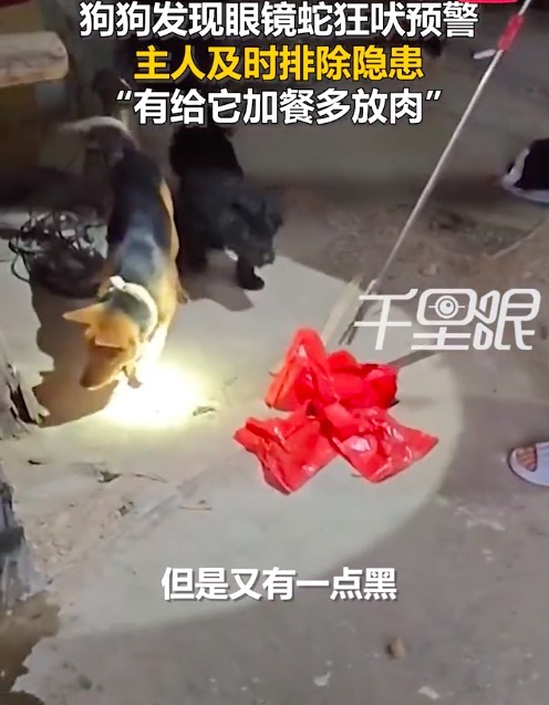 眼镜蛇进院狗狗发现后狂吠提醒 主人：它4天内发现了3条蛇