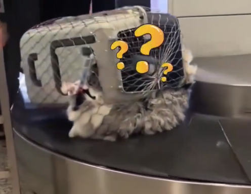 边牧飞机托运时自行开锁出航空箱 网友：你的小狗扛箱出来了