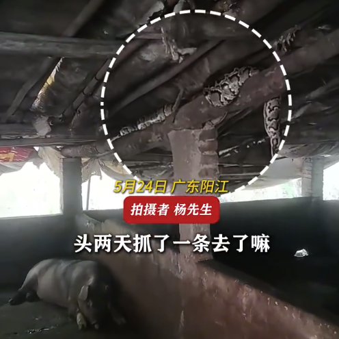 猪圈顶棚惊现15斤大蟒蛇 肥猪淡定纳凉