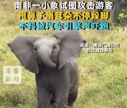 小象试图挫折搭客：甩鼻子扇耳朵不休顿脚 不意被汽车引擎声吓跑