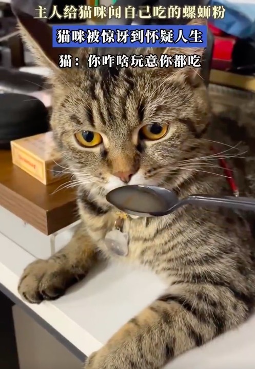 主人给猫咪闻自己吃的螺蛳粉 猫咪被惊讶到怀疑人生！