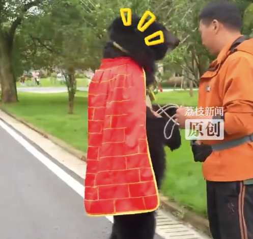 动物园回应黑熊被质疑是人扮的：是真熊，从小被饲养员养大，有仿人行为